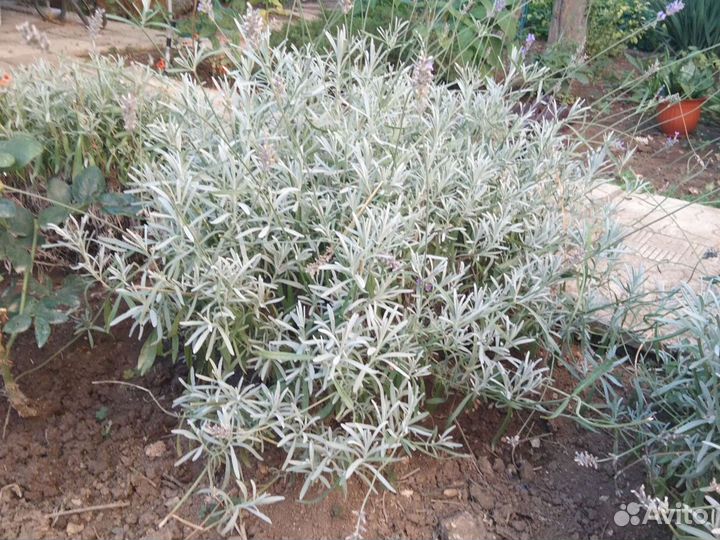 Лаванда, лавандин