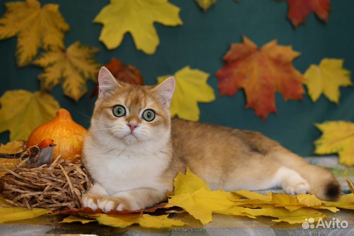 Золотой британец