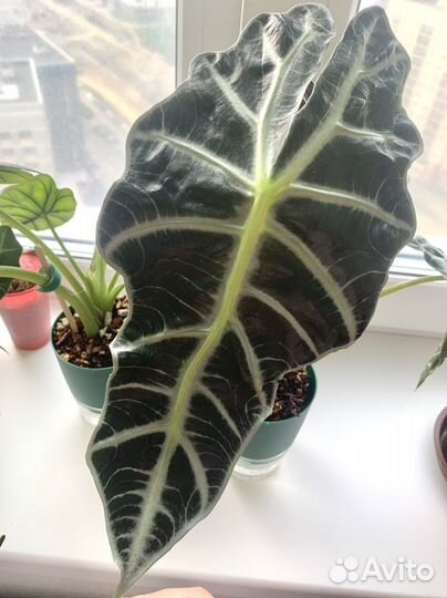 Алоказия Полли