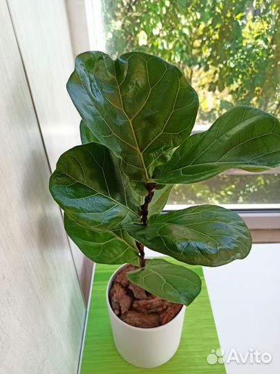 Фикус лировидный