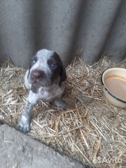 Щенки курцхаара