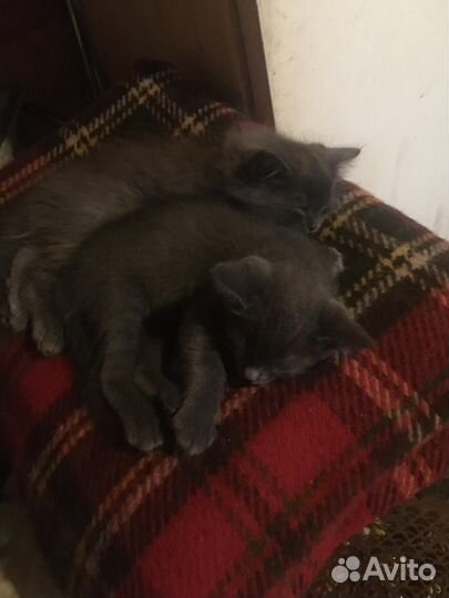 Котята в добрые руки бесплатно