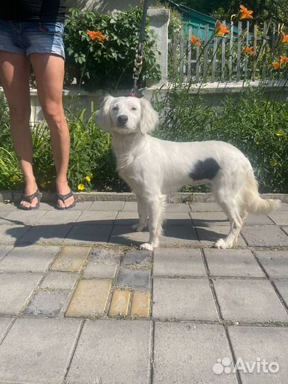 Отдаю собачку Белку в дар