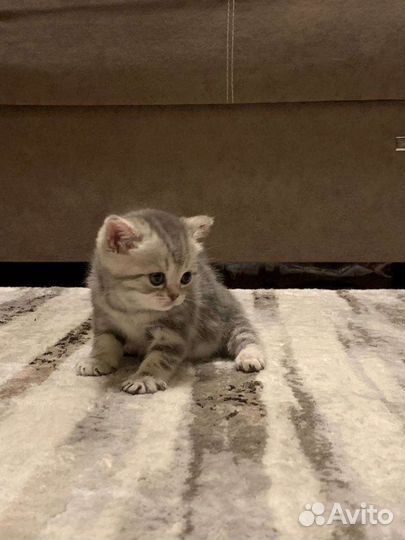 Британские котята