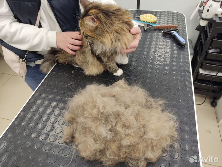 Грумер для кошек с выездом на дом