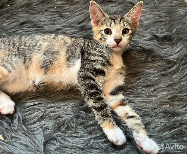 Котенок девочка 2 мес