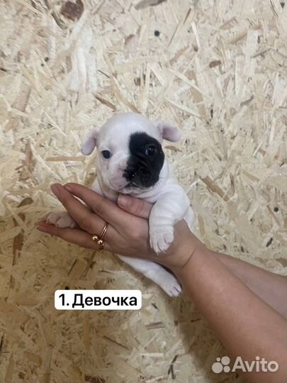 Французский бульдог