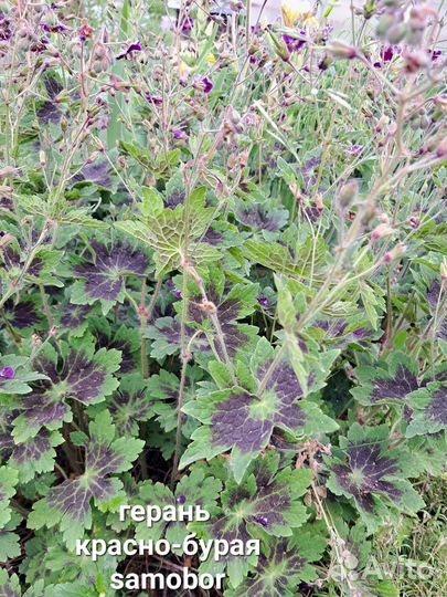 Многолетние растения