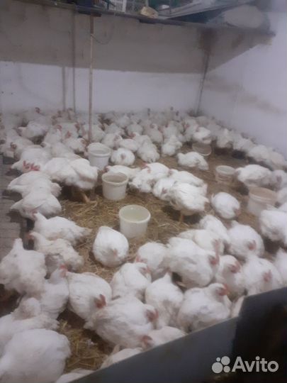 Куры бройлеры