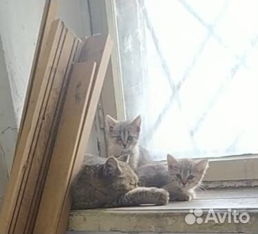 Котята живут в заброшенном доме