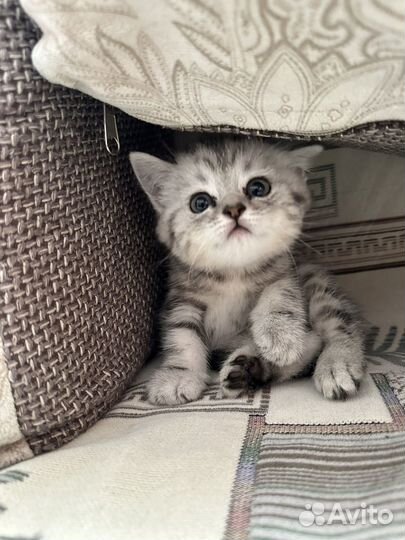 Котенок британский