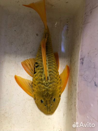 Редкие экзотических аквариумные рыбы