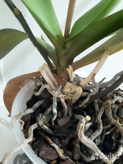 Орхидея фаленопсис