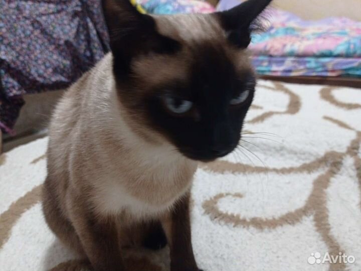 Сиамская кошечка