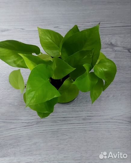 Эпипремнум неон