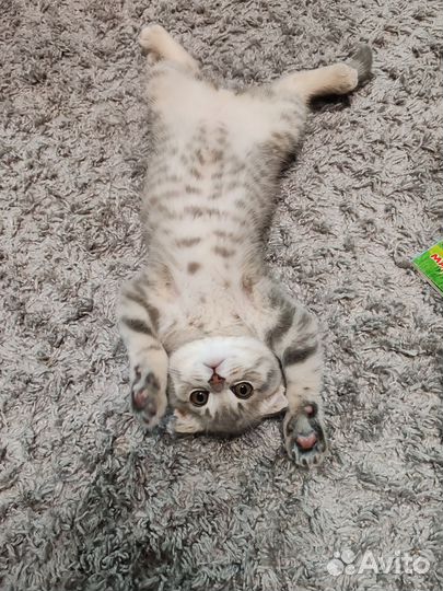 Шотландский вислоухий