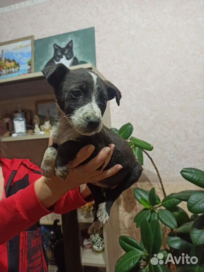 Небольшой щенок в добрые руки