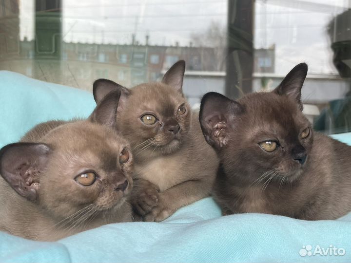 Бурманские котята