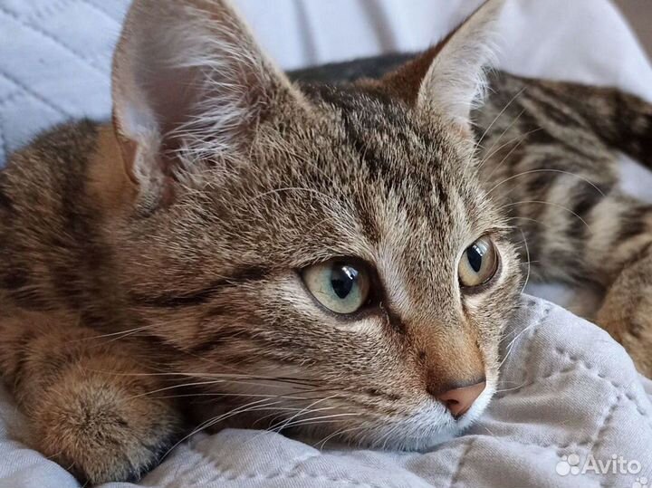Котёнок мальчик в добрые руки