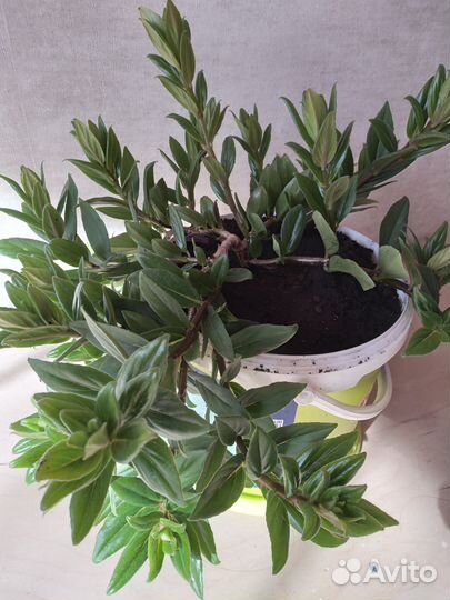 Колумнея, комнатный цветок