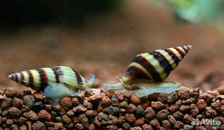 Улитки милании