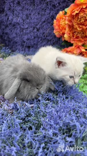 Mini Кролики декоративные