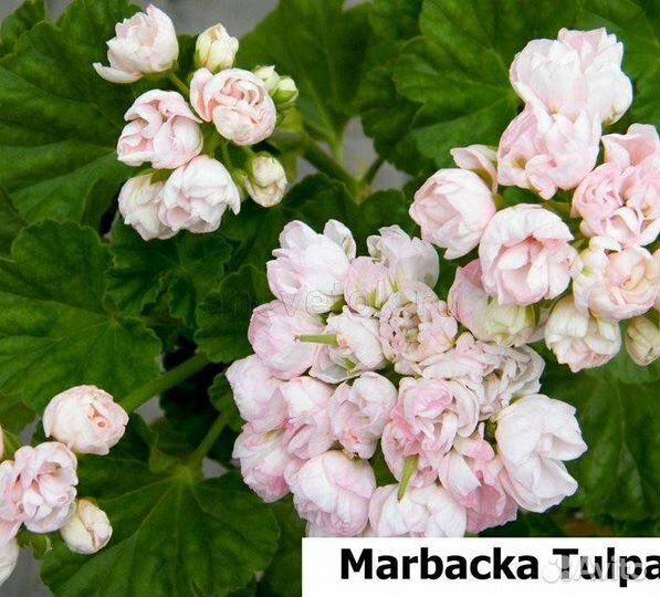 Пеларгония герань тюльпановидная