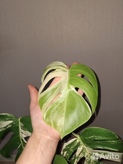 Монстера вариегатная alba