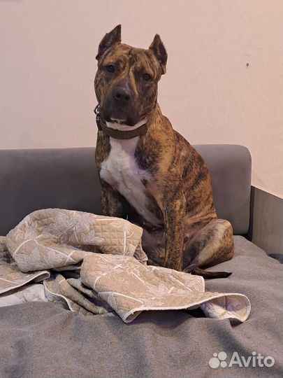 Вязка, случка