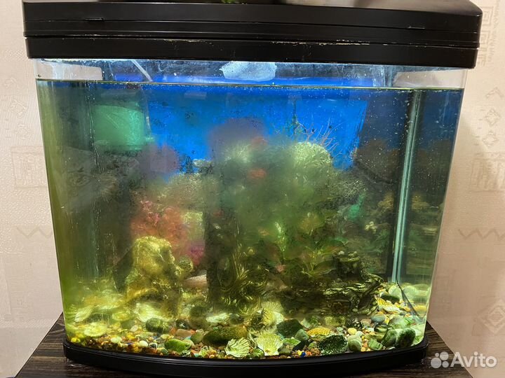 Аквариум