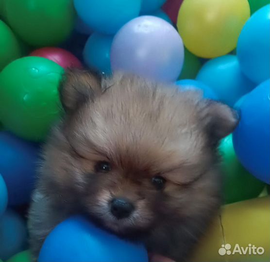 Щенки шпица