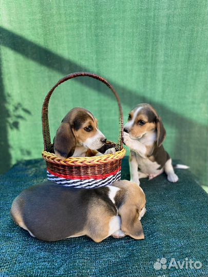 Щенки бигль