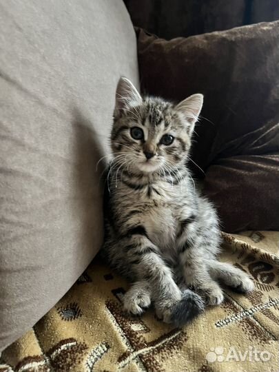 Отдам котенка в добрые руки