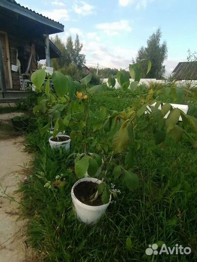 Чай камелия орех грецкий