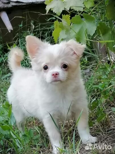 Щенки чихуахуа