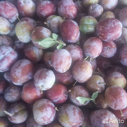 Слива кабардинка