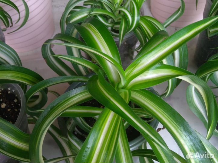 Хлорофитум бонни, Сингониумы сортовые