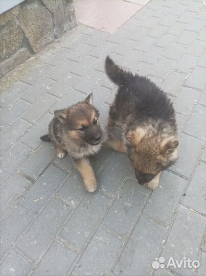 Продам щенков