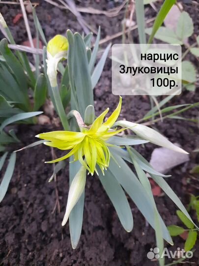 Садовые растения,многолетники