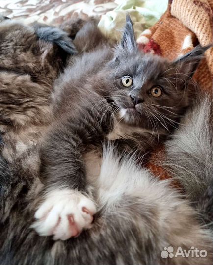 Котята Мейн-кун