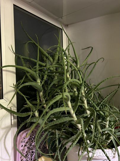 Алоэ лечебный