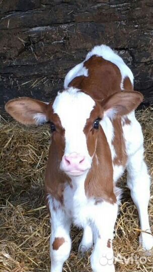 Бычки и телята