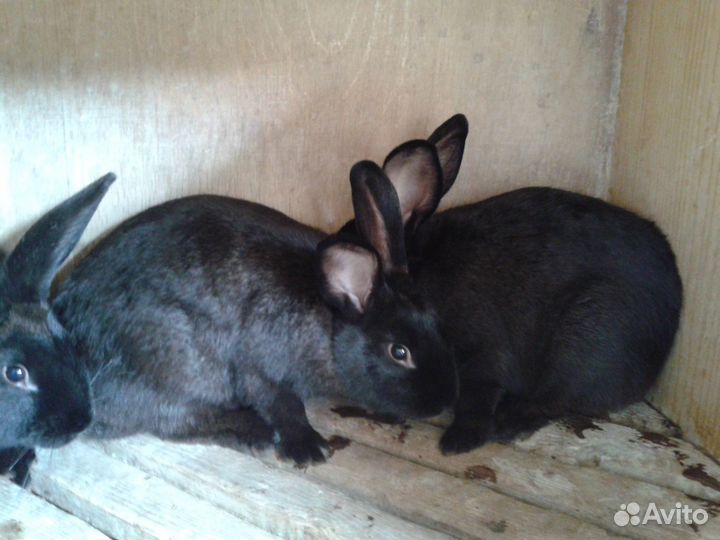 Кролики Белый Панон