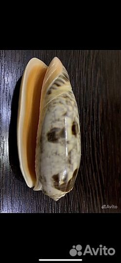 Морские ракушки раковины