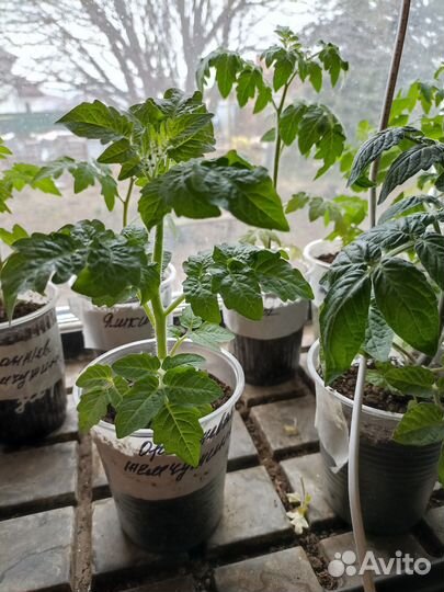Рассада горшечных томатов