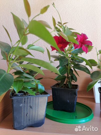 Цветущая лиана дипладения