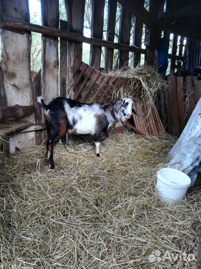 Нуб.козёл,козлики