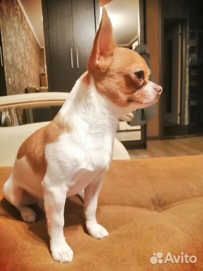 Случка, вязка чихуахуа