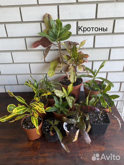 Комнатные растения