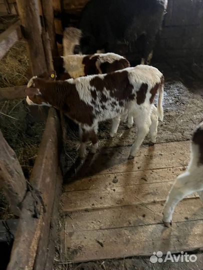 Телята бычки скот с доставкой до двора